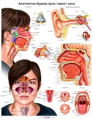 [62+] Анатомия горла человека фото фото