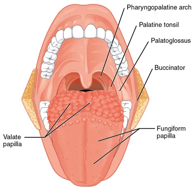 Анатомия языка человека фото