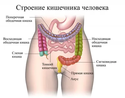 Анатомия кишечника человека фото