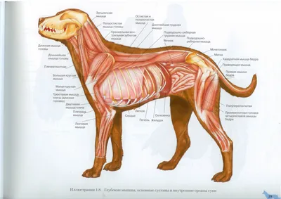 Анатомия собаки: подробное изображение в формате jpg