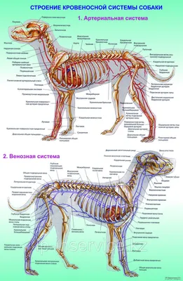 Анатомия собаки: исследуйте внутреннюю структуру путем увеличения фото