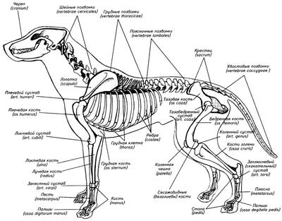 Фото Анатомии собаки: детальные изображения костей и мускулатуры