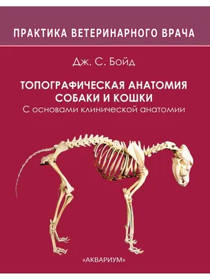 Анатомия собаки: фото, которые помогут понять, как работает собачий организм