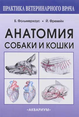 Изображения Анатомии собаки: научитесь различать различные органы и системы