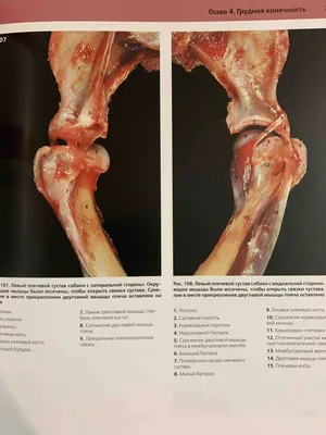 Изображения Анатомии собаки: красочные и подробные фотографии для изучения биологии собачьего организма