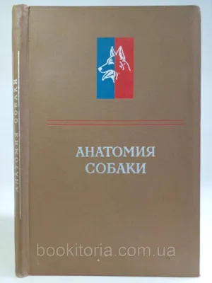 Фото Анатомии собаки: узнайте об особенностях строения собачьих органов и их функций