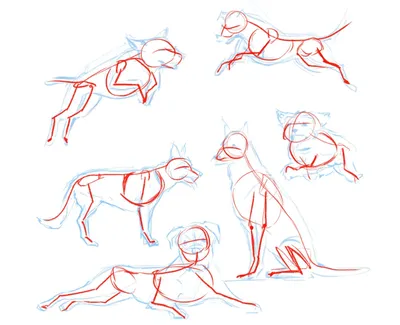 Анатомия собаки: доступное и наглядное изображение для изучения строения и функционирования собачьего тела.