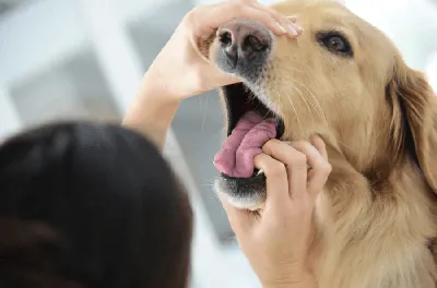 Лечение ангины у собак - картинки и фото вебп формате