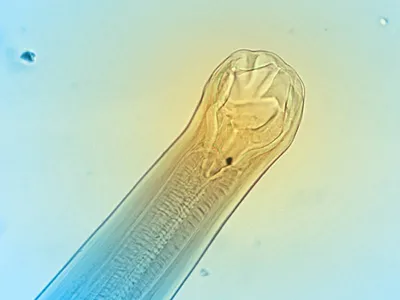 Анкилостома у собак фотографии