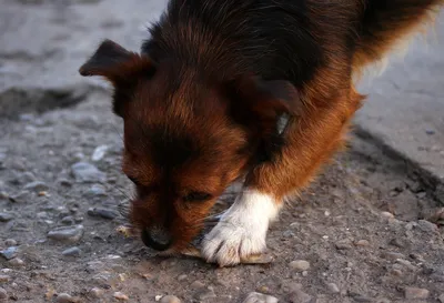 Картинки Анкилостома у собак: скачать бесплатно jpg изображения
