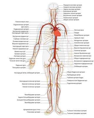 Артерии человека фото