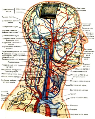 [67+] Артерии человека фото фото