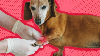 Фотографии собак с артритом: выберите размер для загрузки