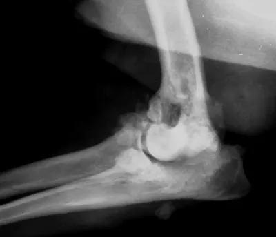 Собаки с артритом: изображения для скачивания