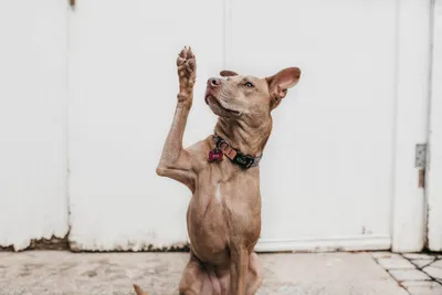 Фото собак с артритом: скачивание в формате png