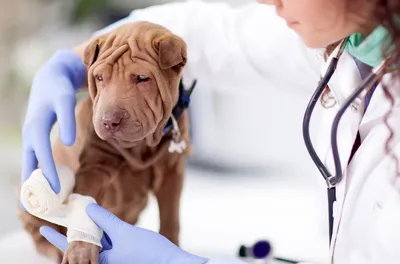 Артрит у собак: изображения современных технологий лечения