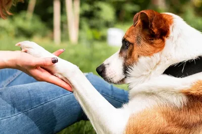 Фотографии собак с артритом: идеальный выбор для медицинского контента