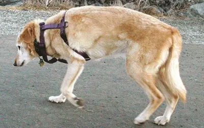 Фотографии собак с артритом: бесплатный скачиваемый контент