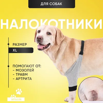 Артрит у собак: изображения в высоком разрешении для печати