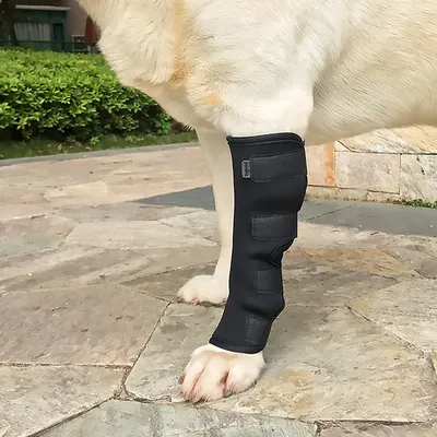 Фото собак с артритом: высокое качество для профессионального использования