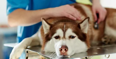 Фотографии собак с артритом: идеальный выбор для ветеринарных специалистов