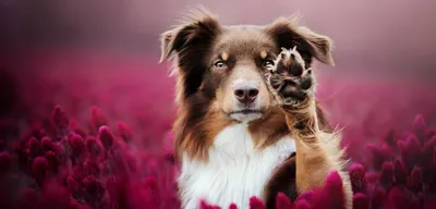 Скачать фото артроза у собак: обзор лечебных мероприятий