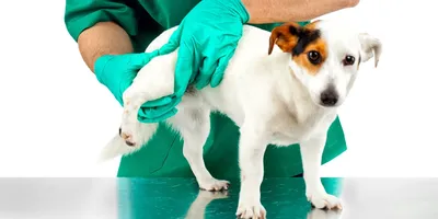 Фото артроза у собак: диагностика и лечение