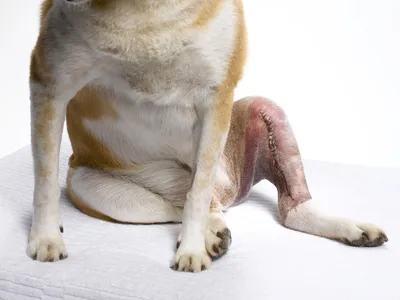 Изображения артроза у собак в хорошем качестве: информация от ветеринаров