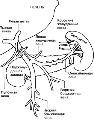 Впечатляющие картинки асцита у собаки: скачать в jpg