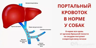 Изображение асцита у собаки: скачать jpg