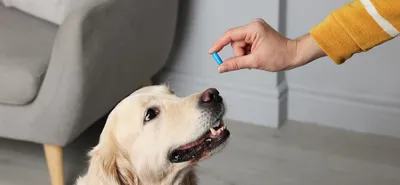 Заголовок: Фотографии авитаминоза у собак для использования на сайте