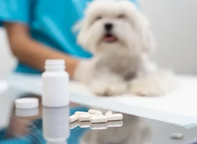 Заголовок: Фотографии авитаминоза у собак для профессионального использования