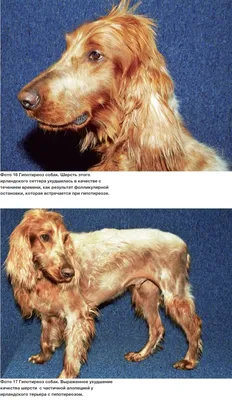Заголовок: Фотографии авитаминоза у собак в формате webp