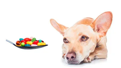 Фотографии авитаминоза у собаки: понимание симптомов