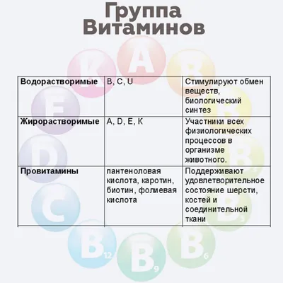 Авитаминоз у собаки: фото и информация о симптомах