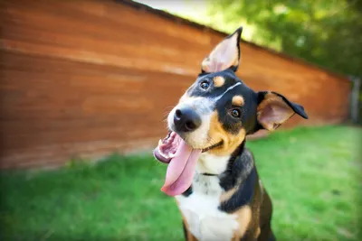 Скачать бесплатно фото авитаминоза у собаки в формате png