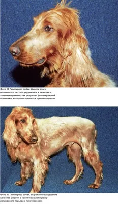 Обои с фото авитаминоза у собаки