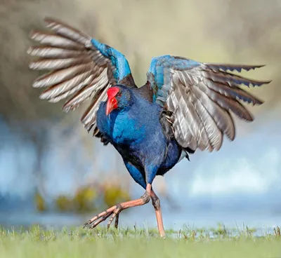Австралийские птицы гиперреализм, …» — создано в Шедевруме
