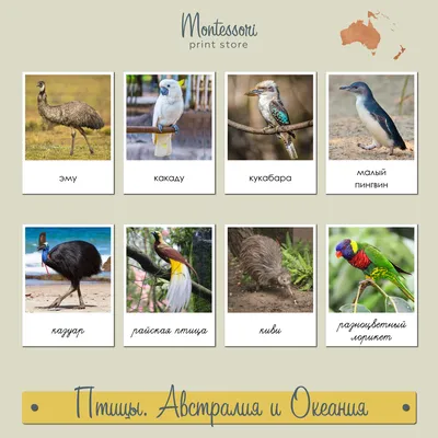 Птицы в моем дворе - Австралия моими глазами