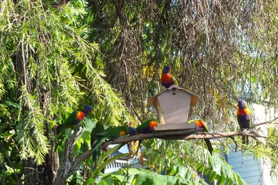 Животные Птицы Австралия Новая - Бесплатное фото на Pixabay - Pixabay