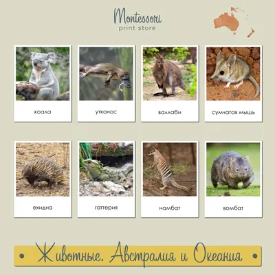 Страшные животные Австралии» — создано в Шедевруме