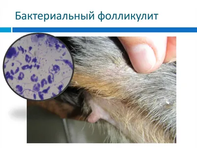 Бактериальный фолликулит у собак: Фото, которые удивят каждого
