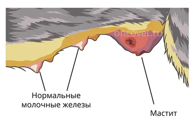 Фотографии с баланопоститом у собак на фоне заката