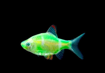Барбус Суматранский ЛАЙМ (GloFish) светящийся купить оптом в  Санкт-Петербурге