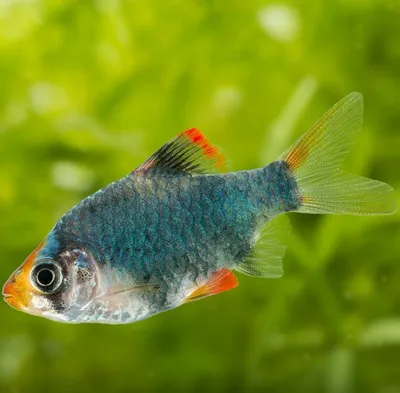 Барбус Ромбовый - Puntius rhomboocellatus - Рыбки - Nano Fish
