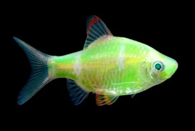 Барбус зелёный GloFish - купить в Бест Фиш Минск