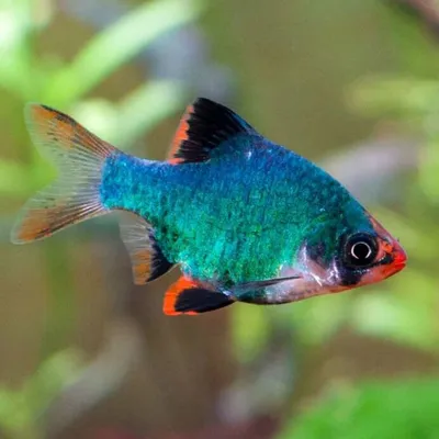 Барбус Суматранский (GloFish) светящийся