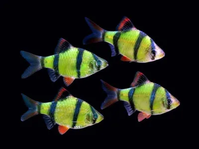 Барбус суматранский (Barbus tetrazona) | Рыбки Растения Аквариум | Дзен