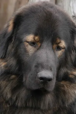 Бархар собака: лучшие снимки для печати