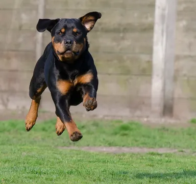 Картинка бегущей собаки: скачать бесплатно в хорошем качестве